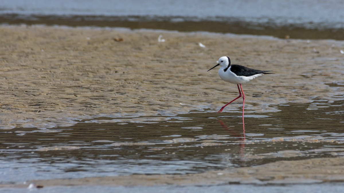 Pied Stilt - ML619358289