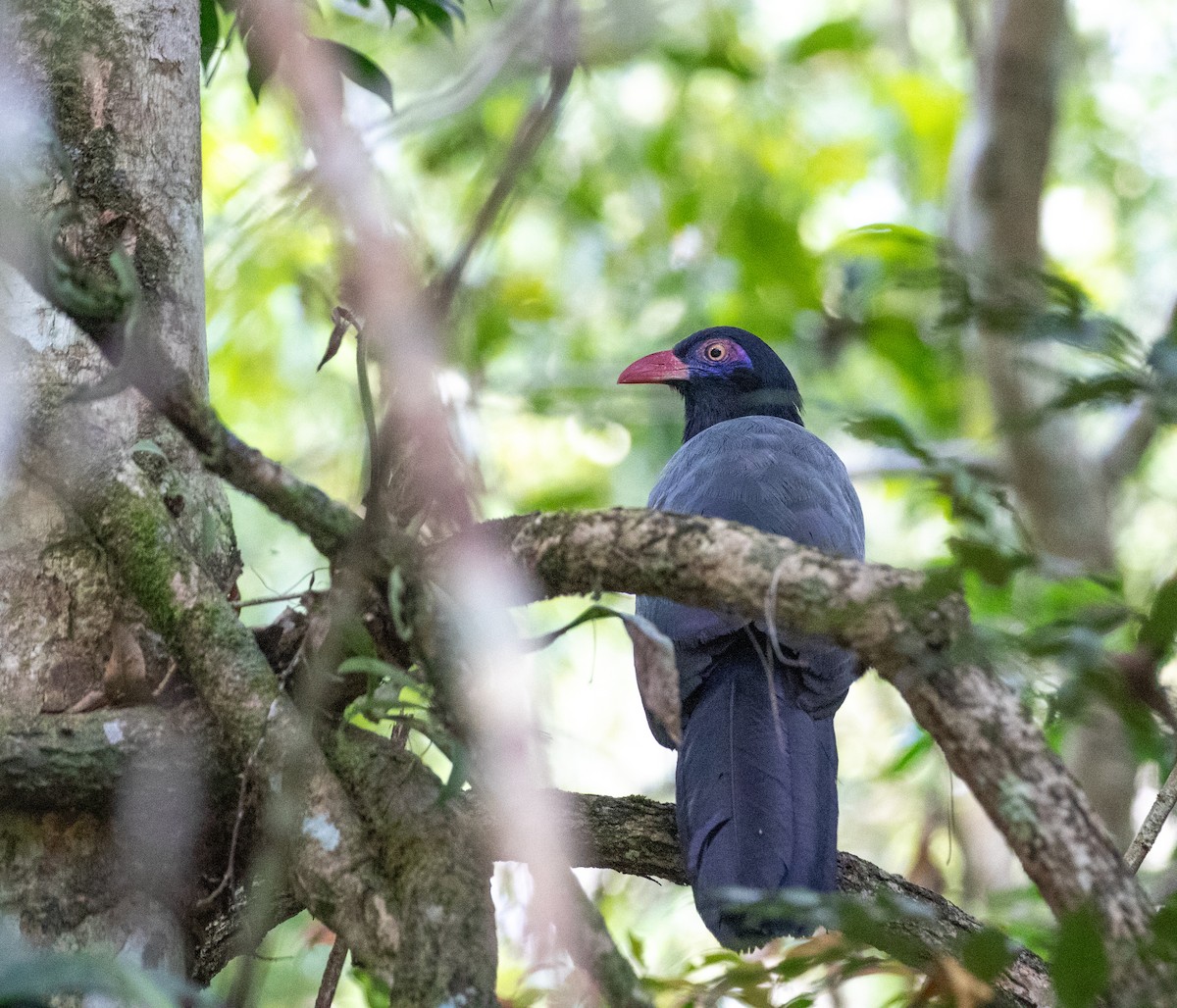 Coral-billed Ground-Cuckoo - ML619358290