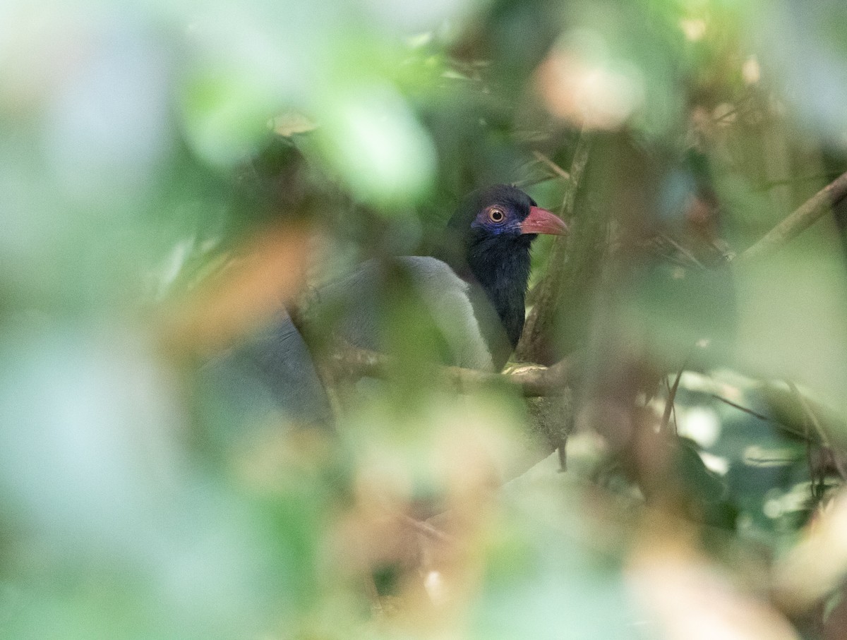 Coral-billed Ground-Cuckoo - ML619358291