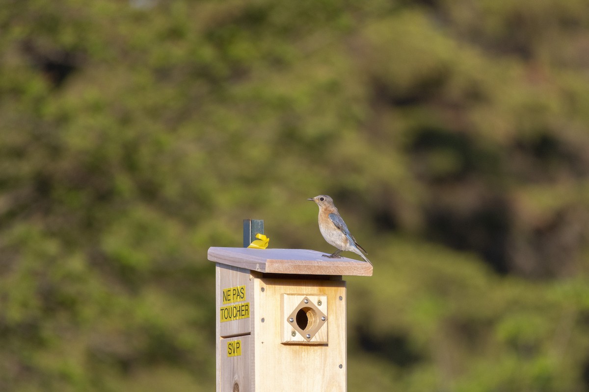 Eastern Bluebird - Michael Bueckert