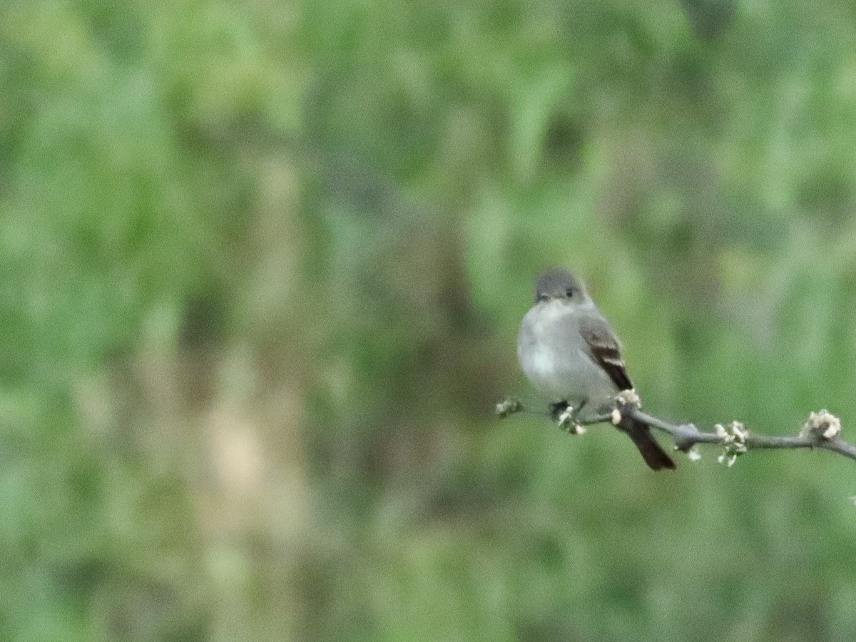 Western Wood-Pewee - Roy Howard