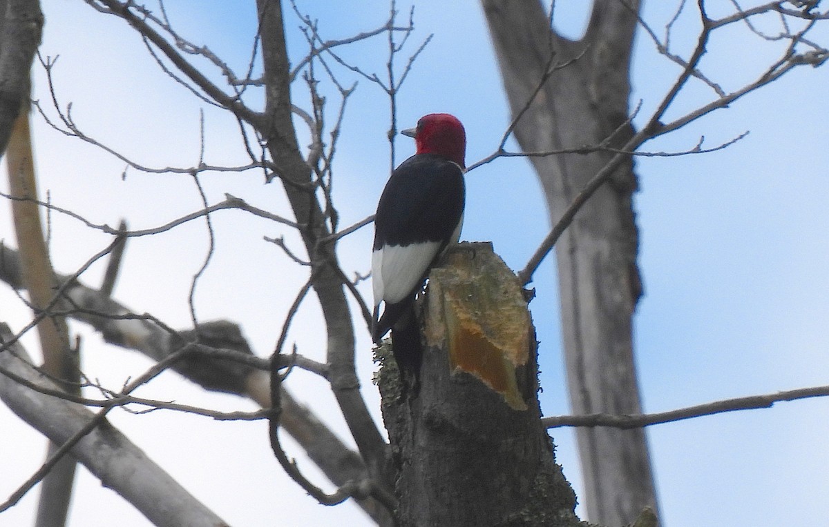 Red-headed Woodpecker - Dianne Croteau- Richard Brault