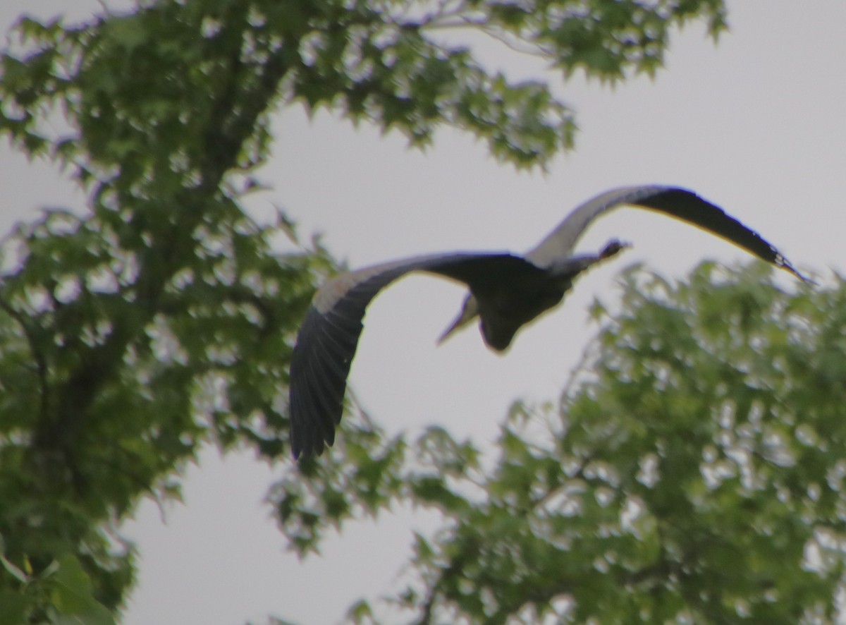 Great Blue Heron - Betty Thomas