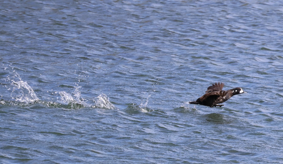 Harlequin Duck - ML619358340