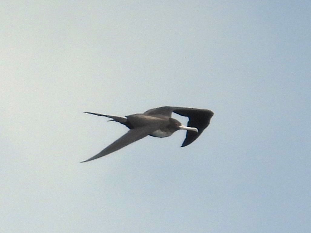 Great Frigatebird - ML619358349