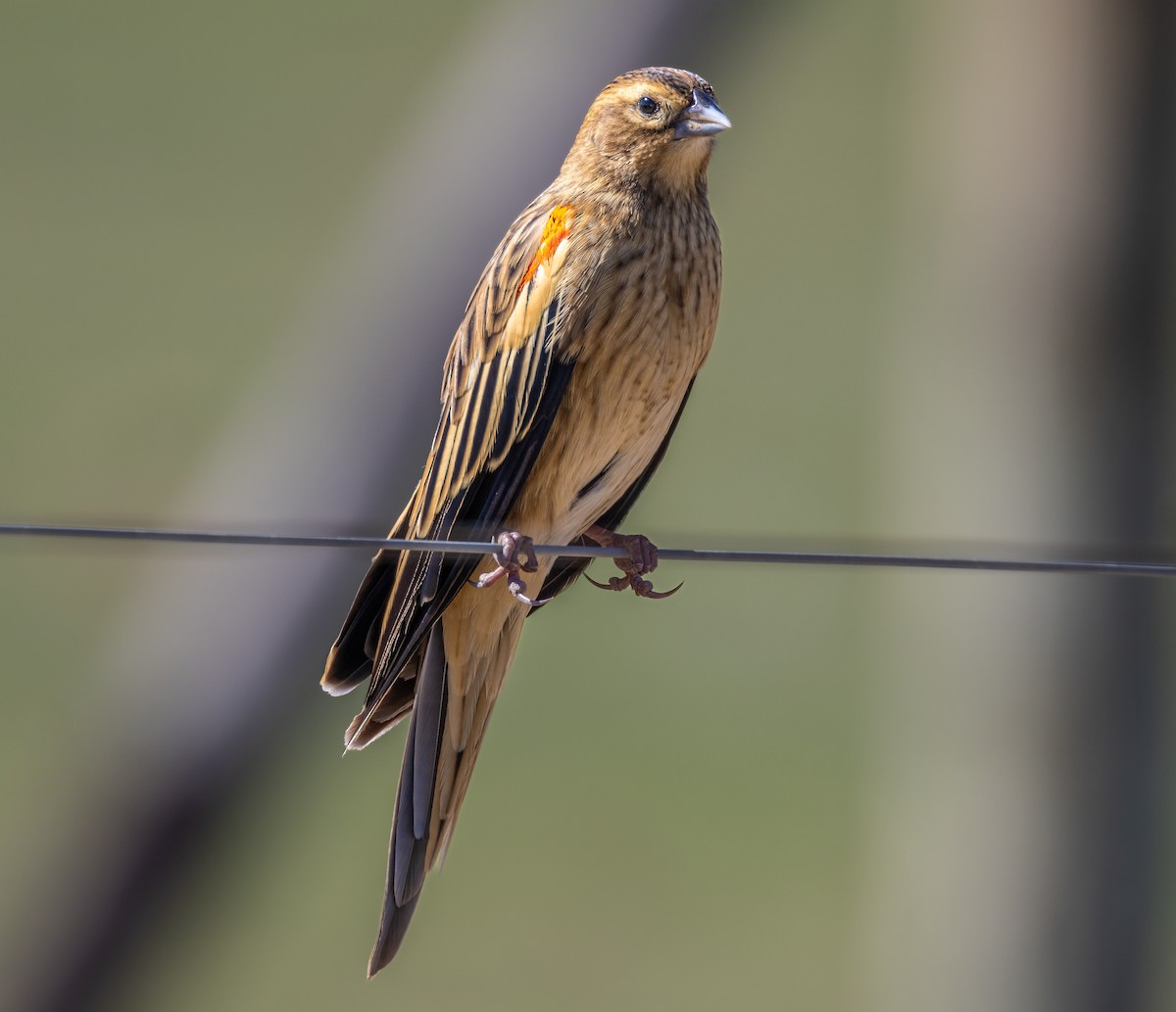 Long-tailed Widowbird - Jim Hoover