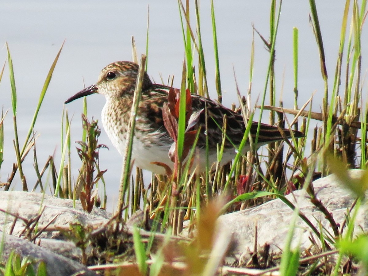 Least Sandpiper - Michel Turcot