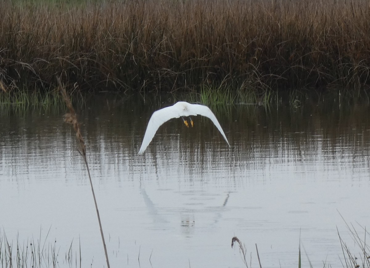 Snowy Egret - Cris A