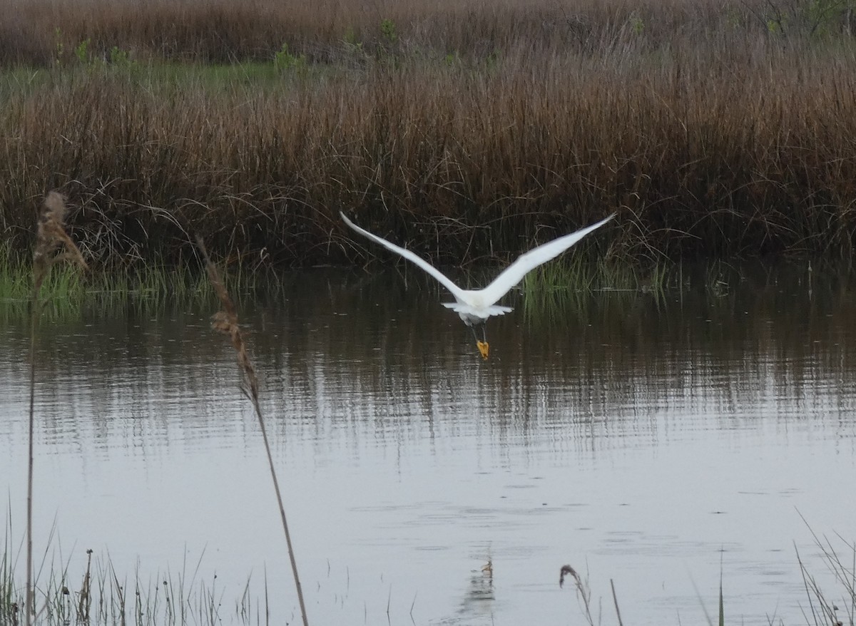 Snowy Egret - Cris A