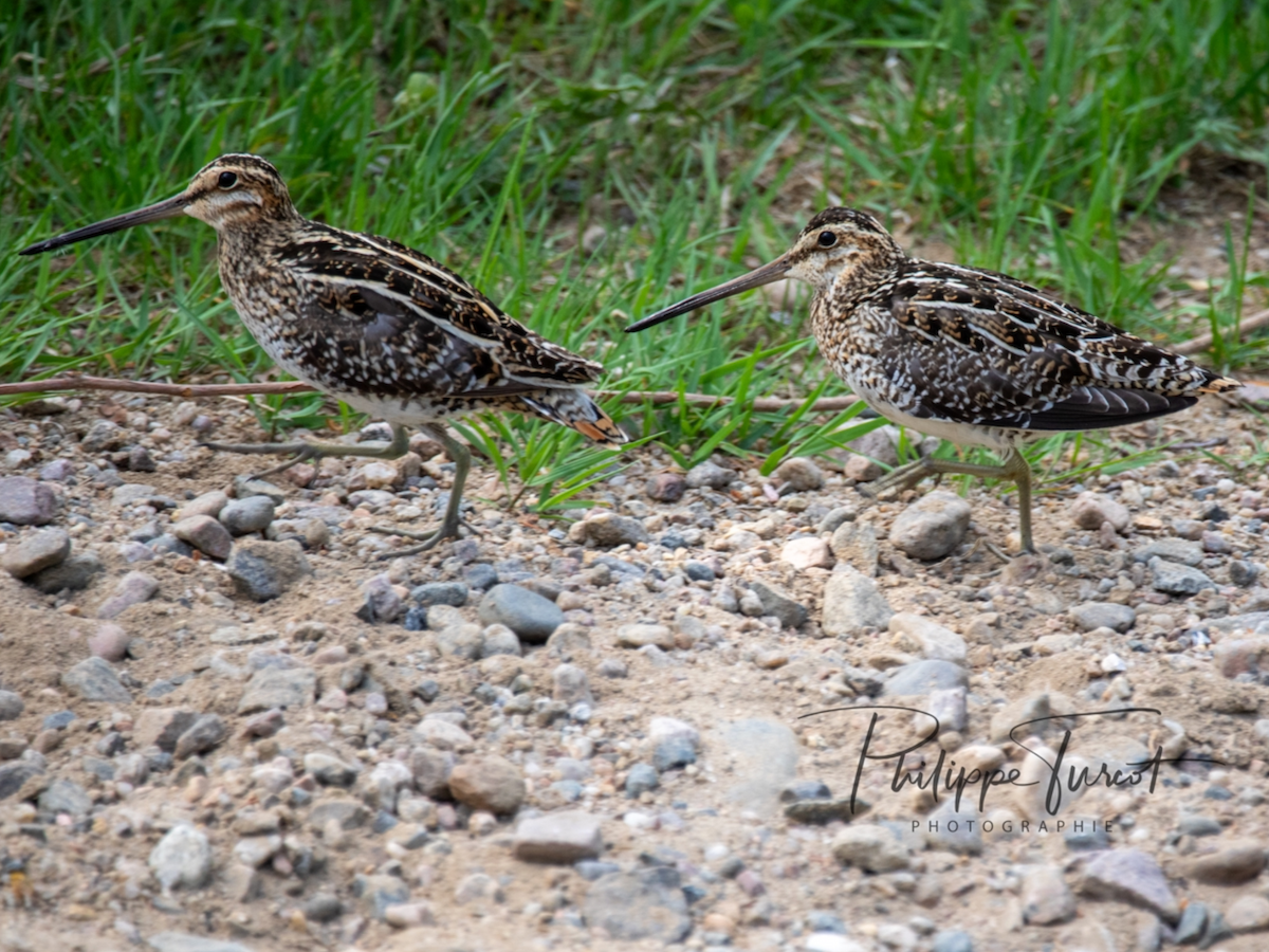 Wilson's Snipe - ML619358380