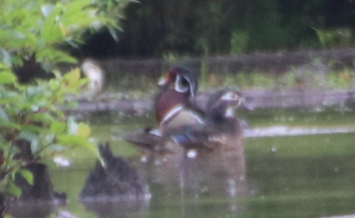 Wood Duck - Betty Thomas