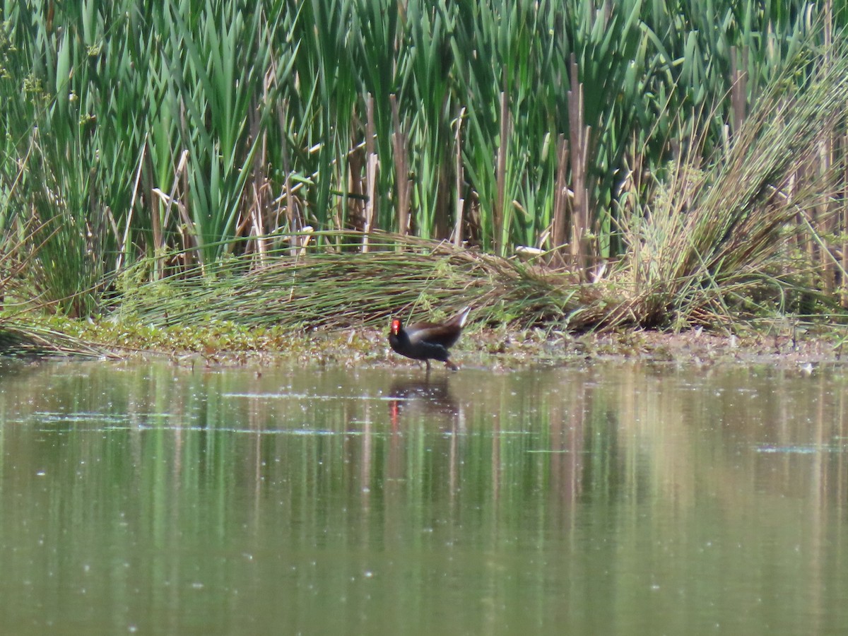 Common Gallinule - Doug Graham