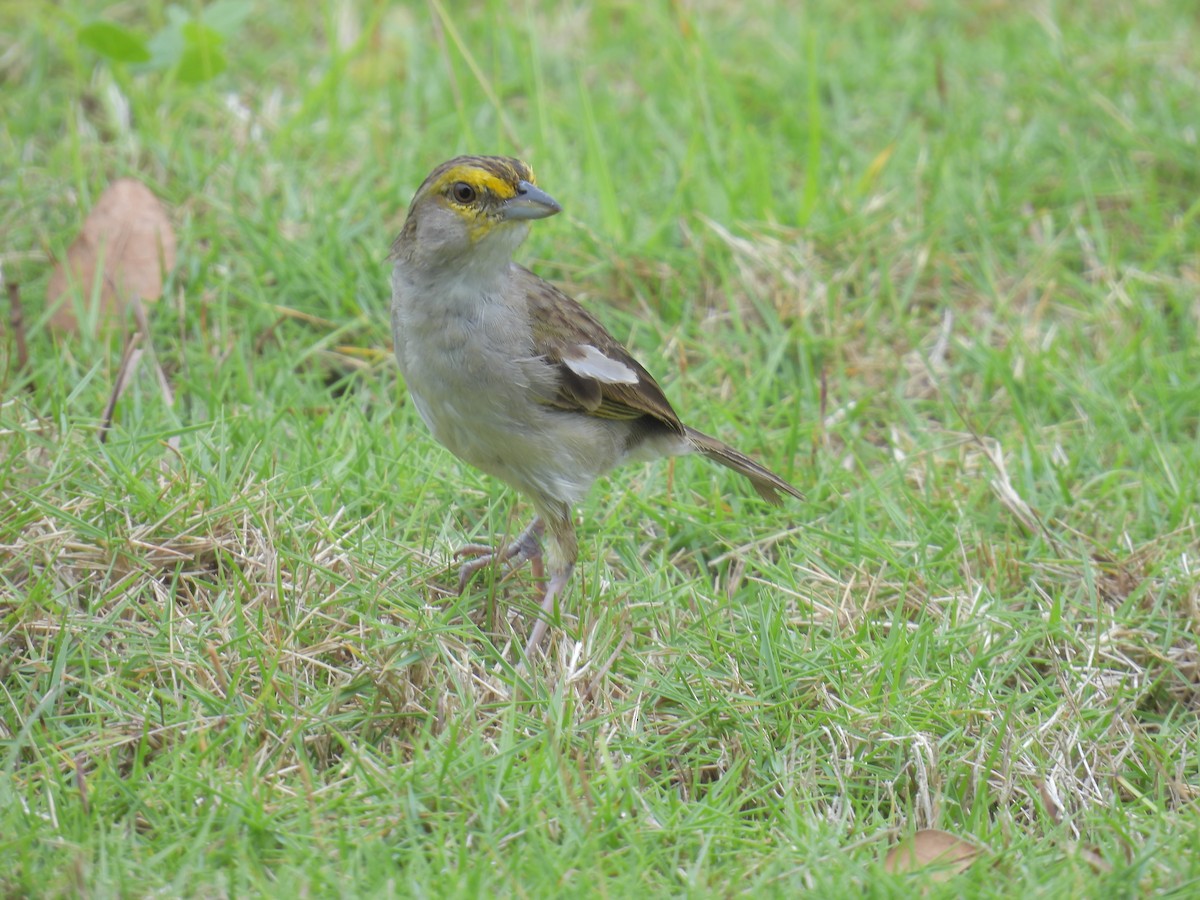 Yellow-browed Sparrow - Tanya Rubi Villalba