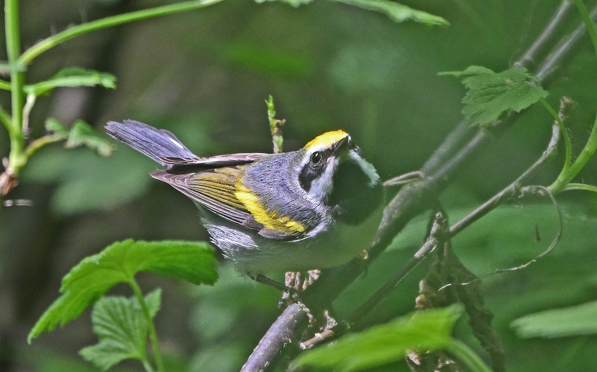 Goldflügel-Waldsänger - ML619358410