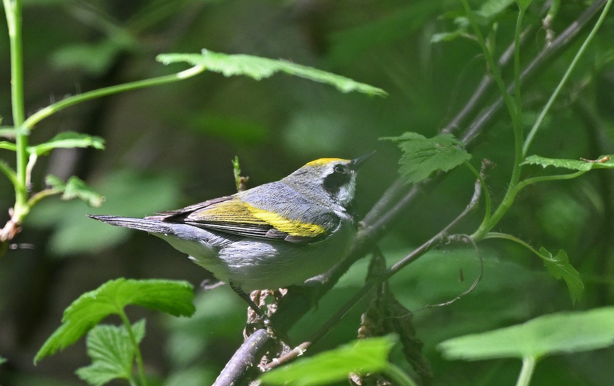 Golden-winged Warbler - ML619358424