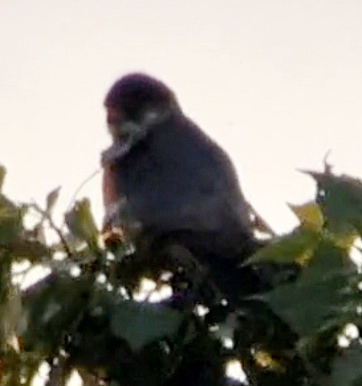 Red-footed Falcon - Alan  Hitchings