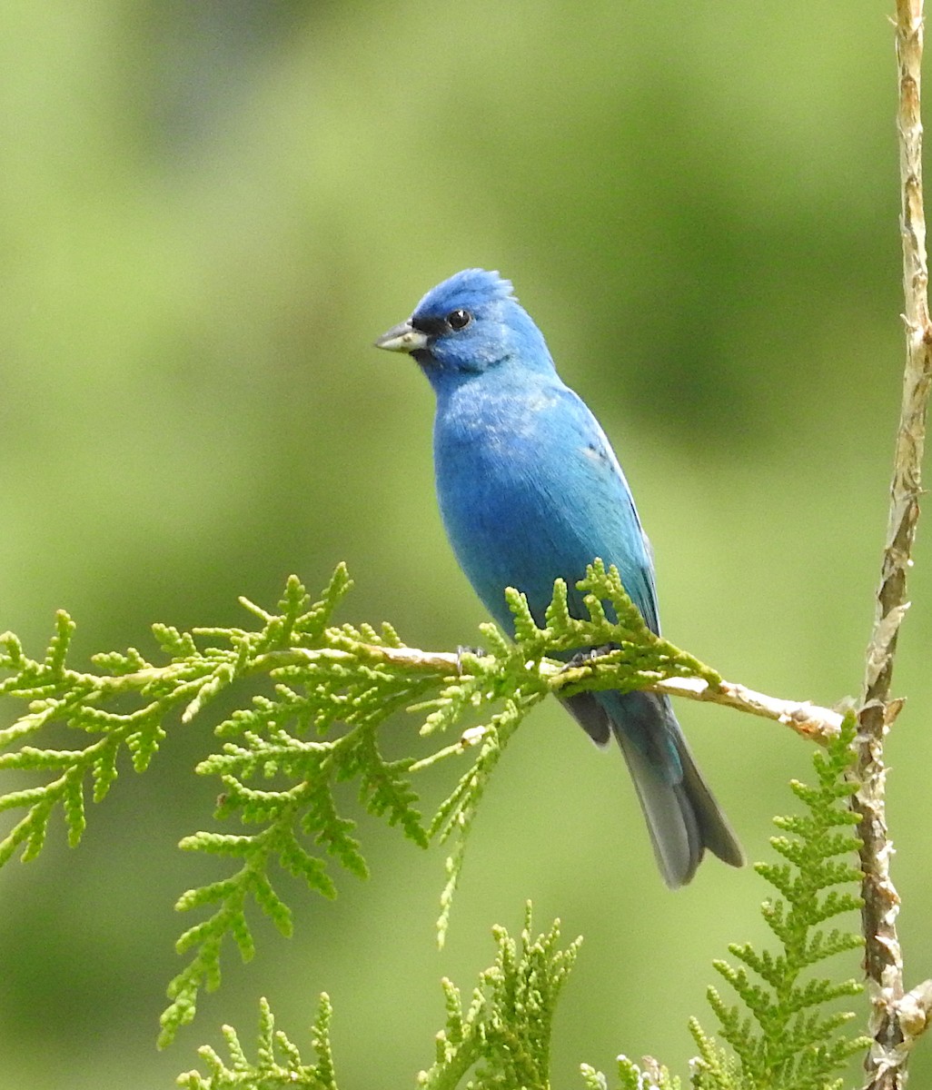 Indigo Bunting - JoAnne Russo