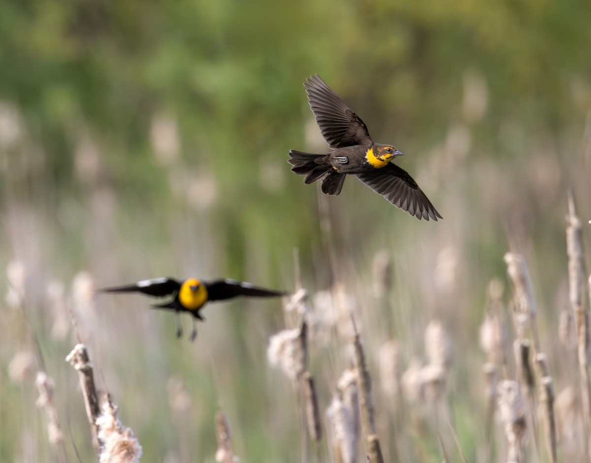 Yellow-headed Blackbird - ML619358447