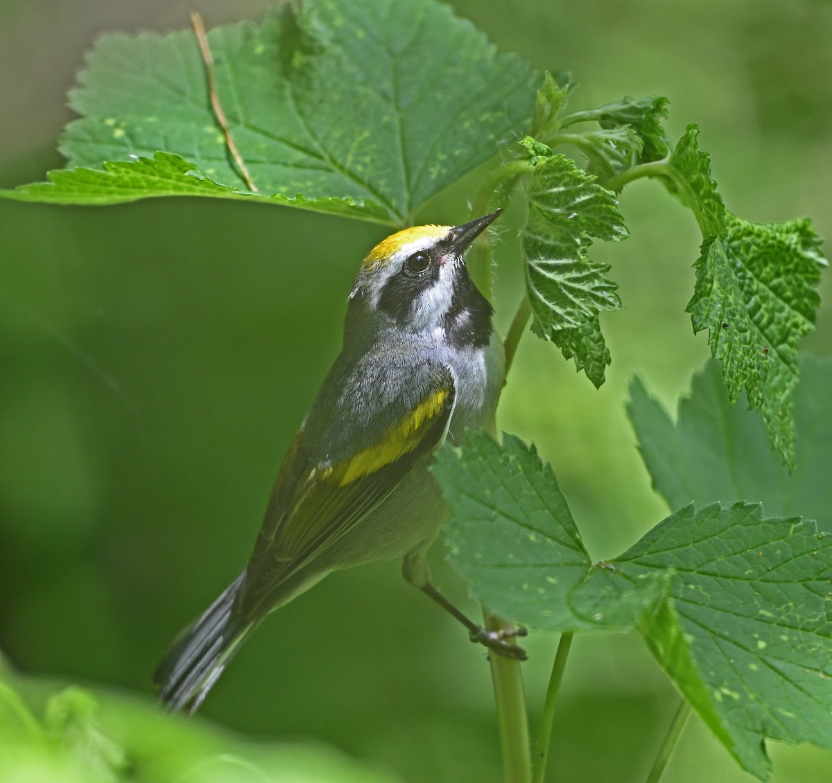 Golden-winged Warbler - Dinu Bandyopadhyay