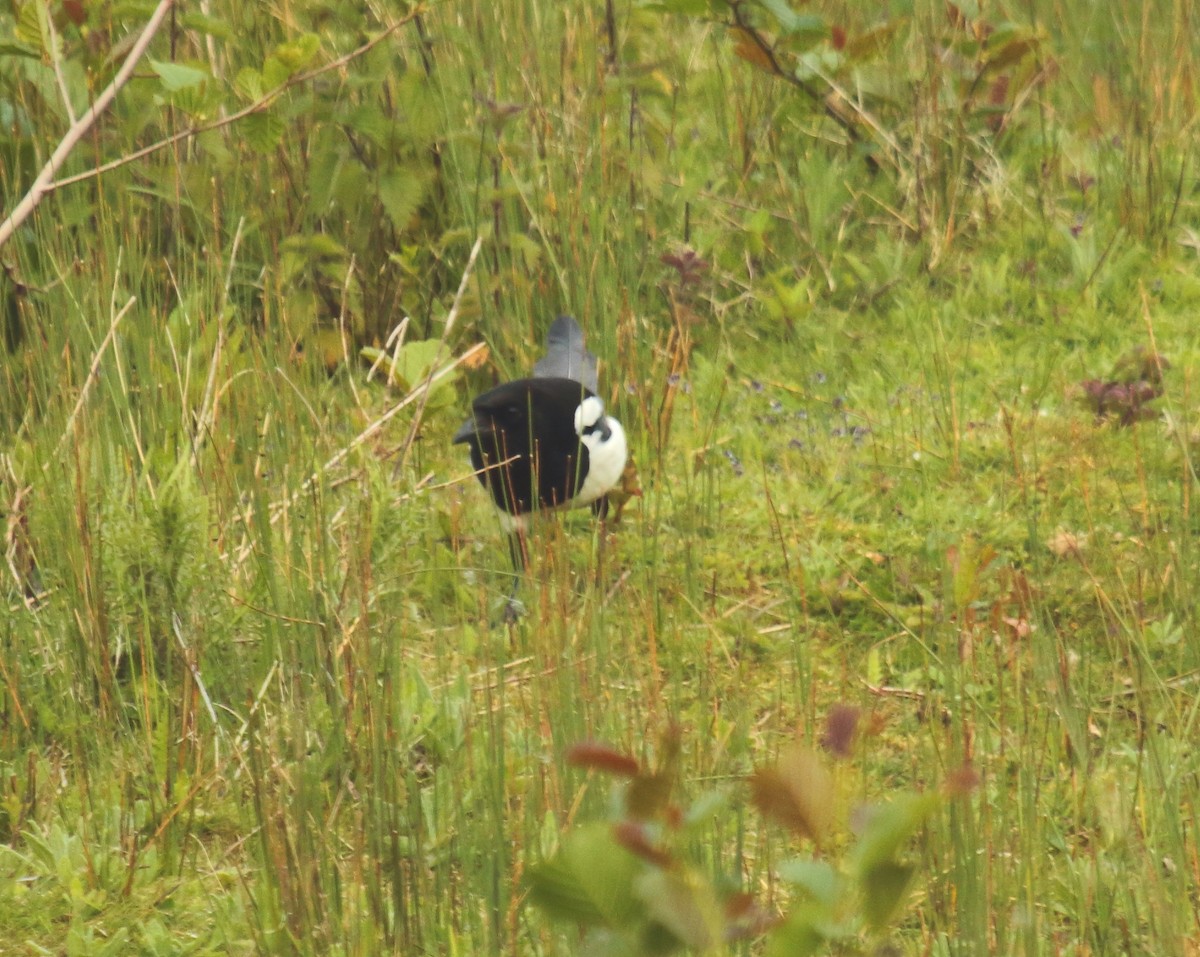 Eurasian Magpie - ML619358464