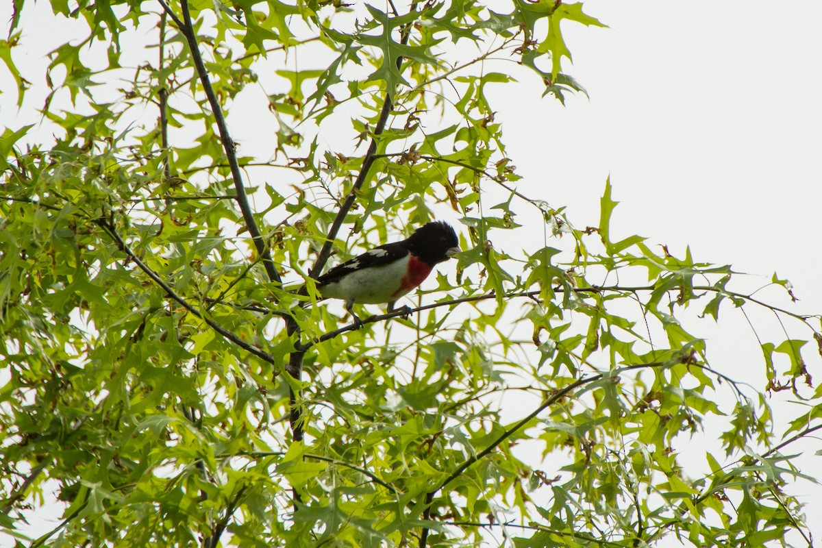 Rose-breasted Grosbeak - ML619358467