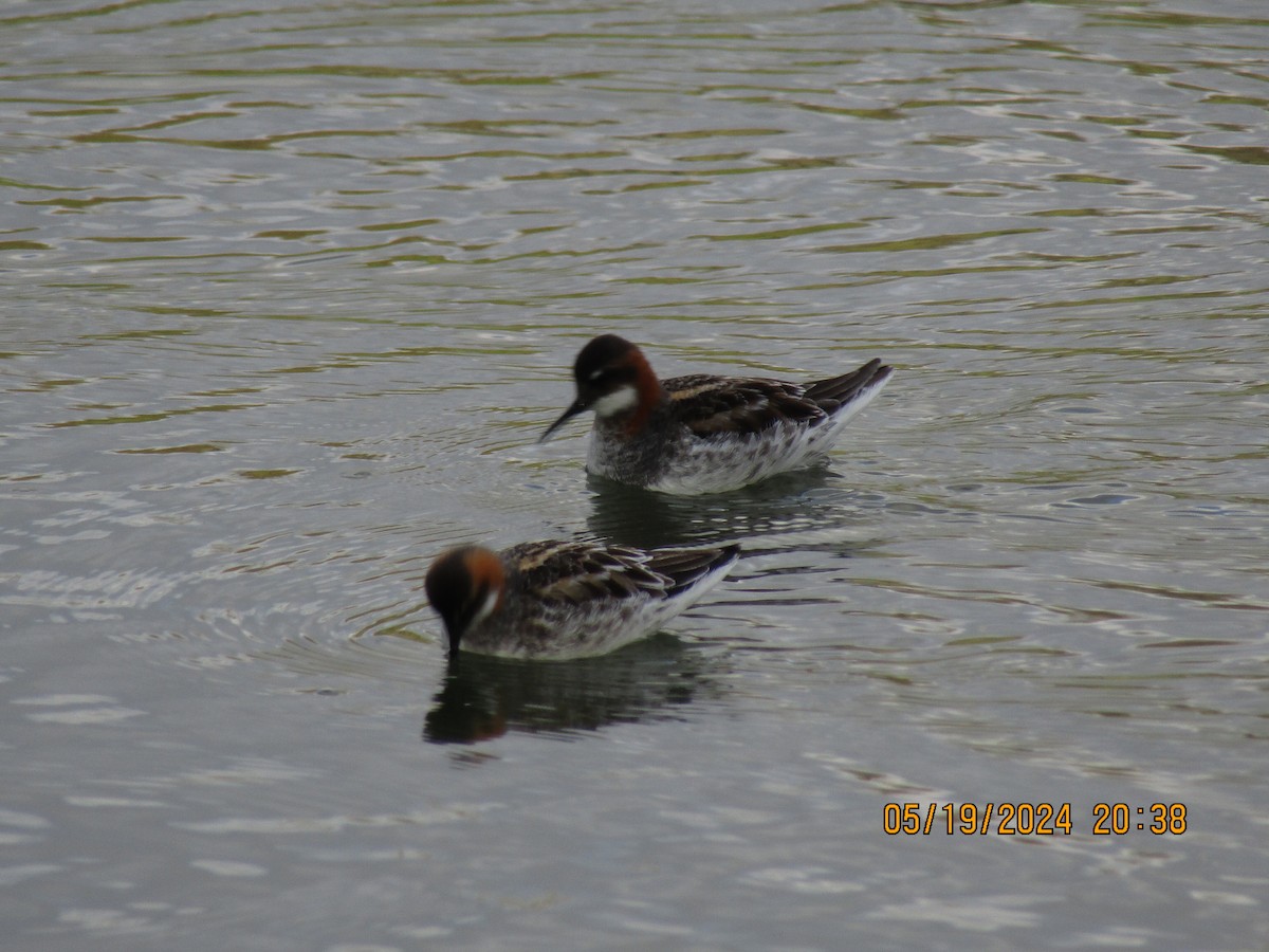 Phalarope à bec étroit - ML619358468