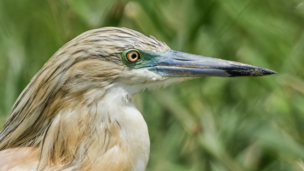 Squacco Heron - ML619358470