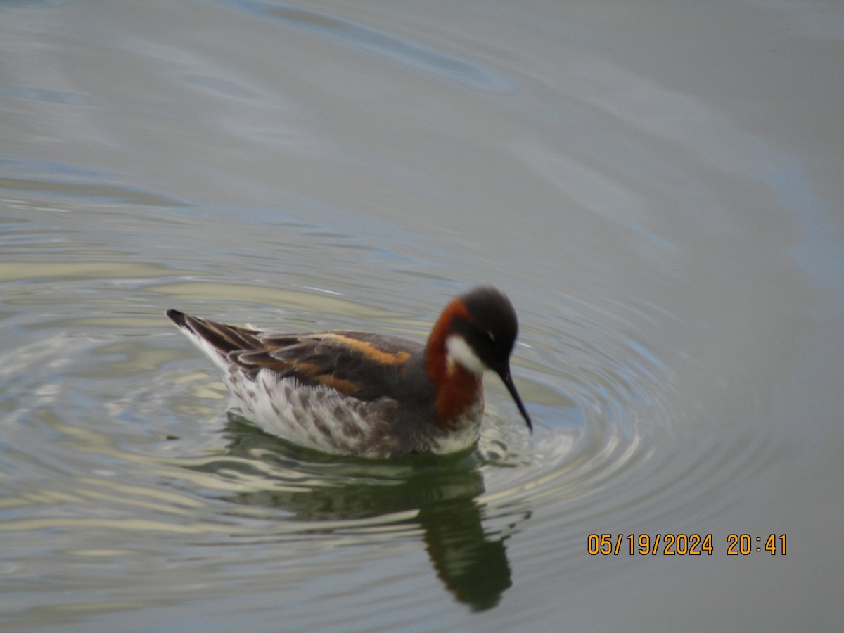 Red-necked Phalarope - Thomas Czubek