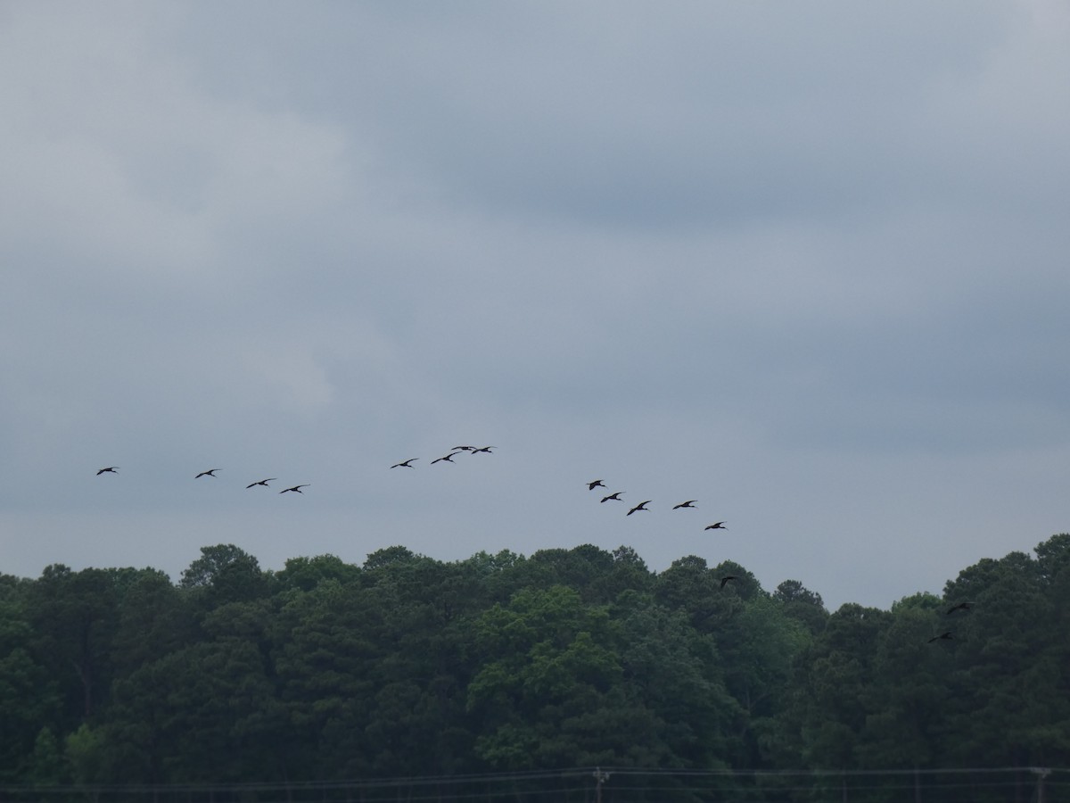 Glossy Ibis - ML619358480