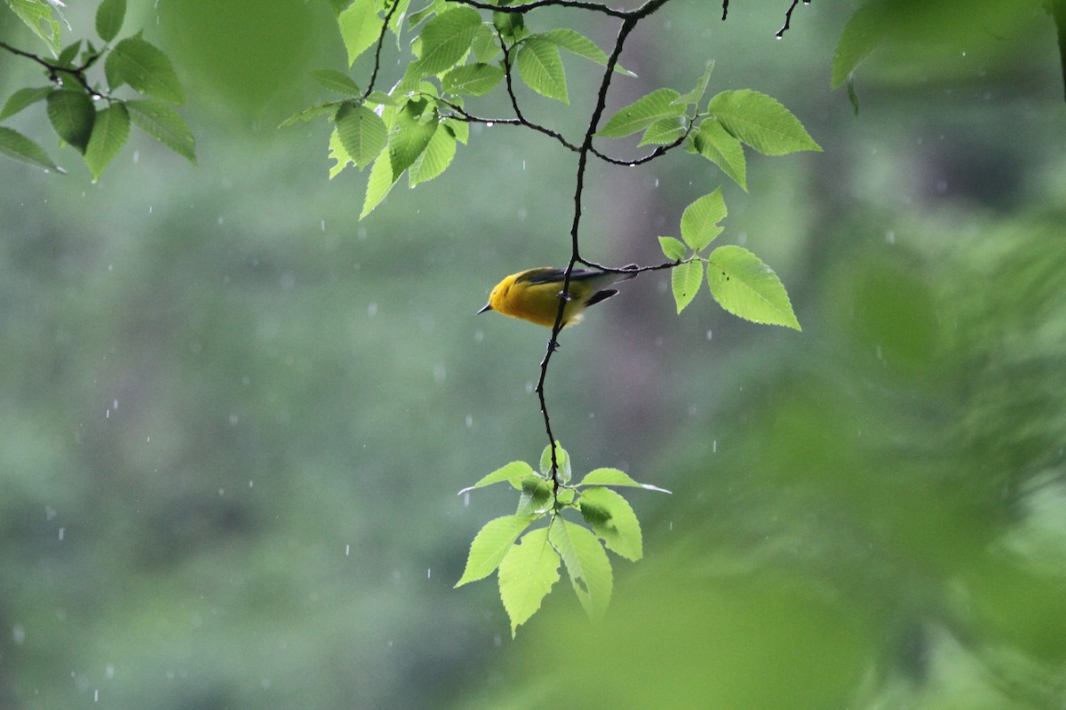 Prothonotary Warbler - James Hamilton