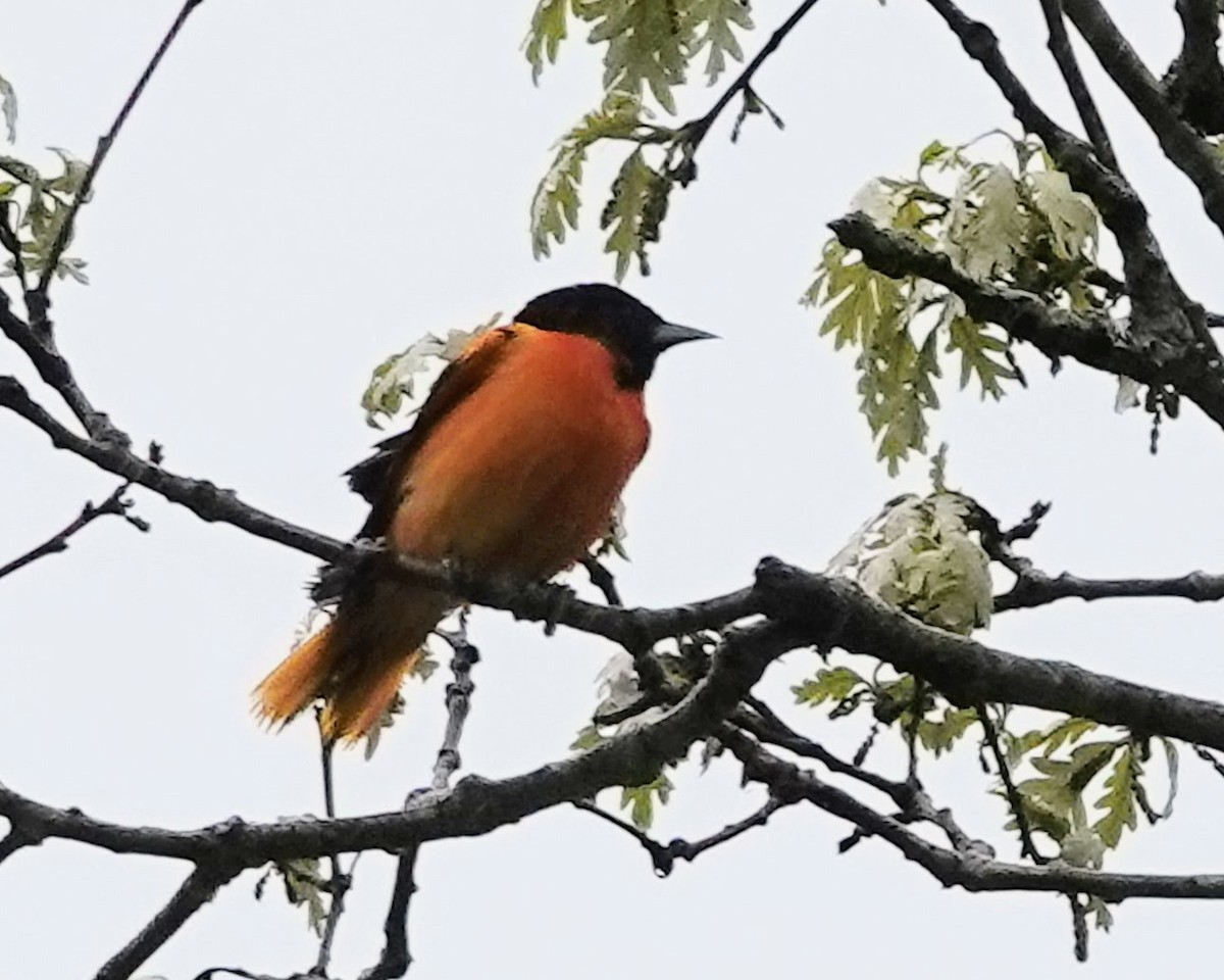 Baltimore Oriole - Celeste Echlin