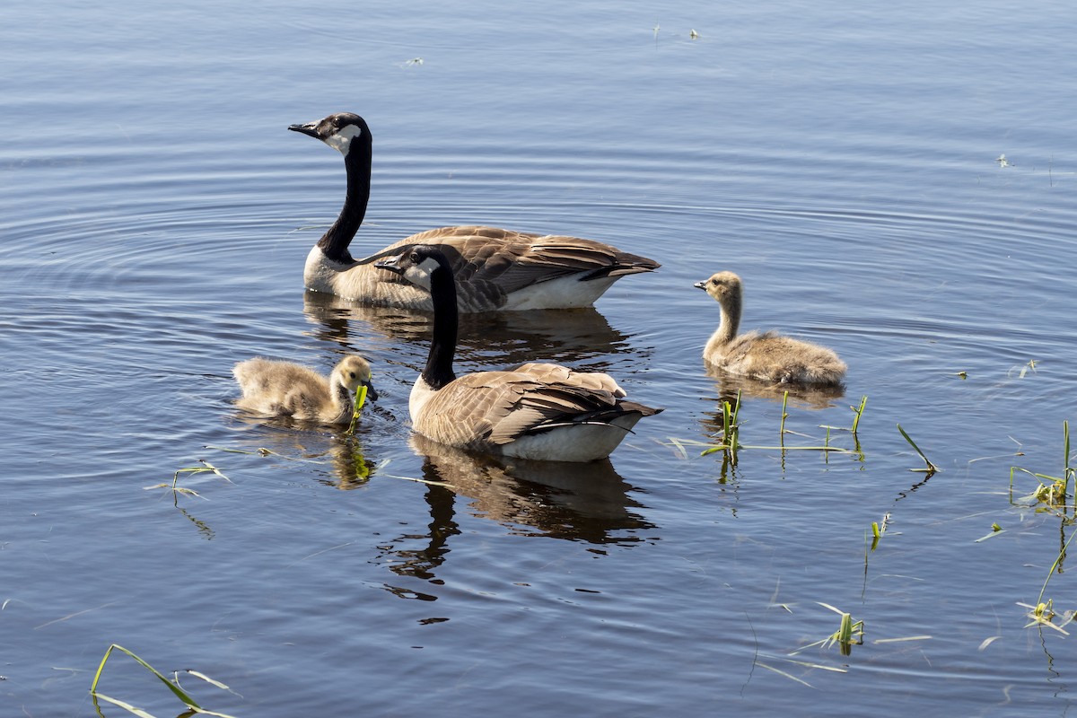 Canada Goose - ML619358508