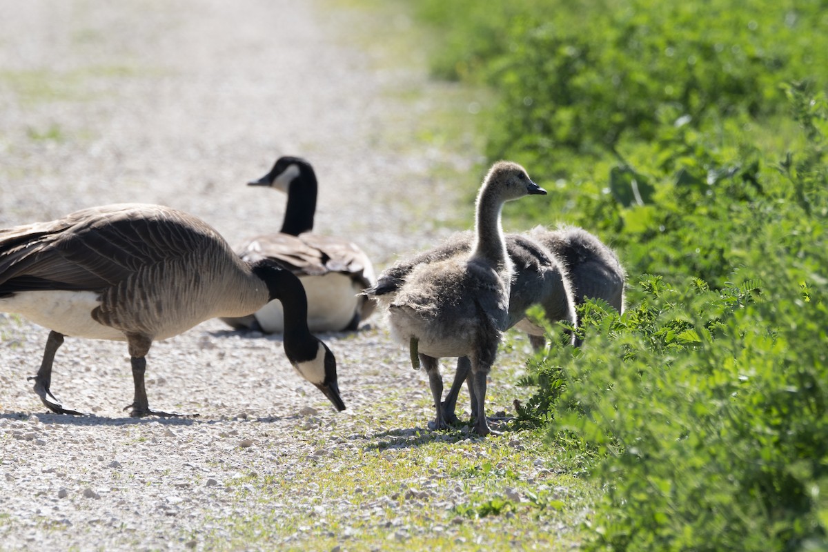 Canada Goose - ML619358510