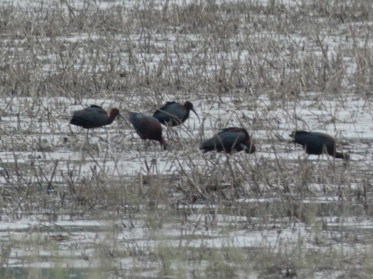 Glossy Ibis - ML619358513