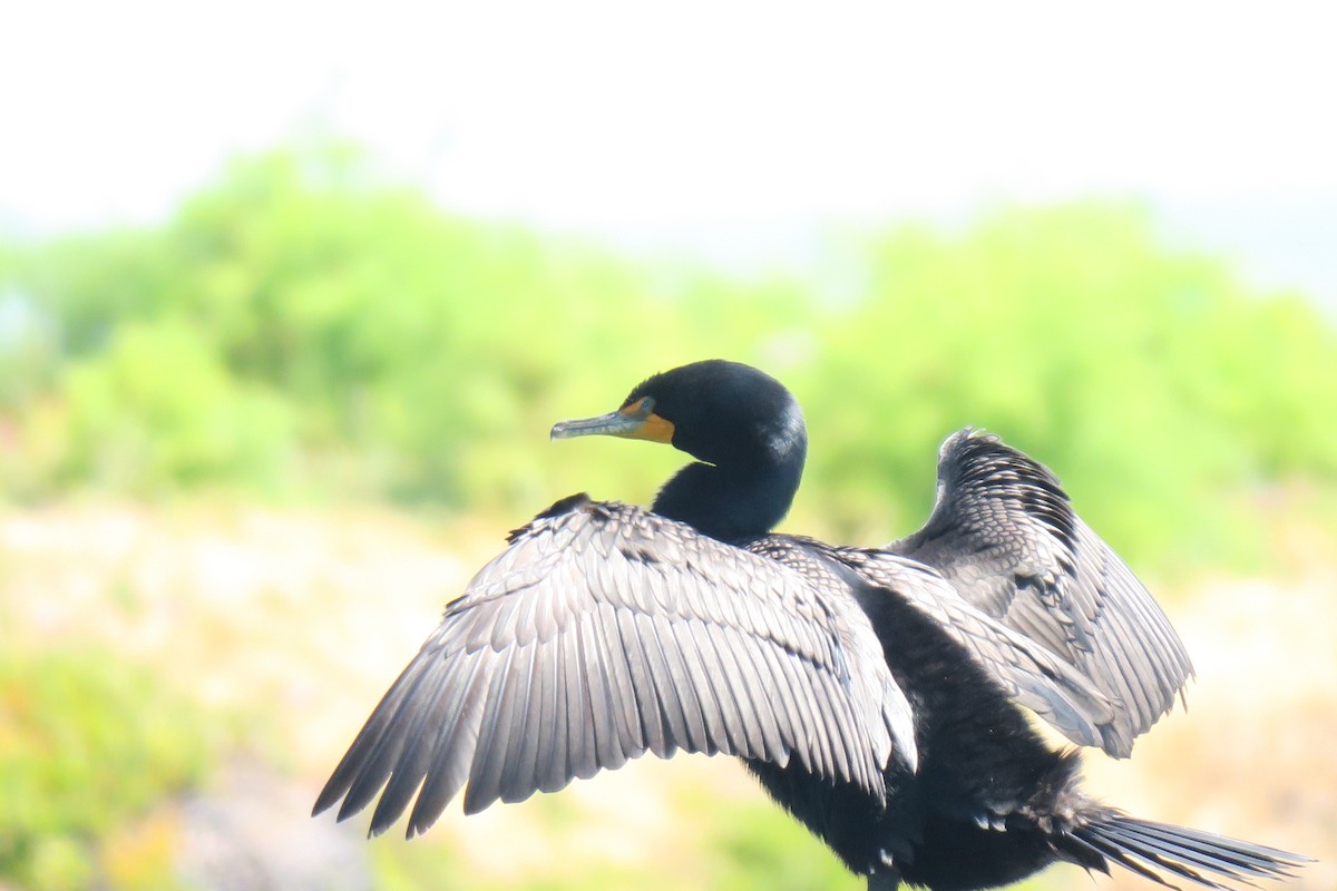 Cormoran à aigrettes - ML619358524