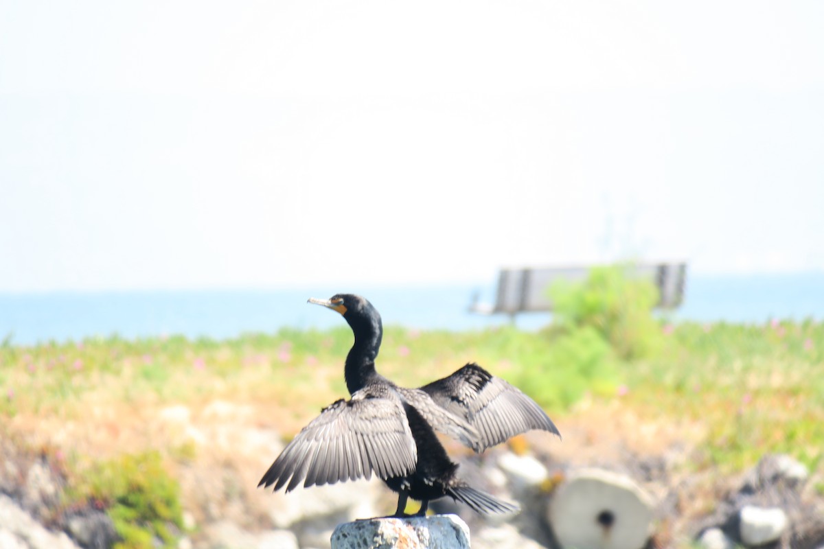 Double-crested Cormorant - ML619358525