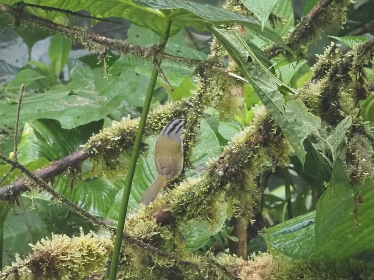 Black-striped Sparrow - Bob Maddox