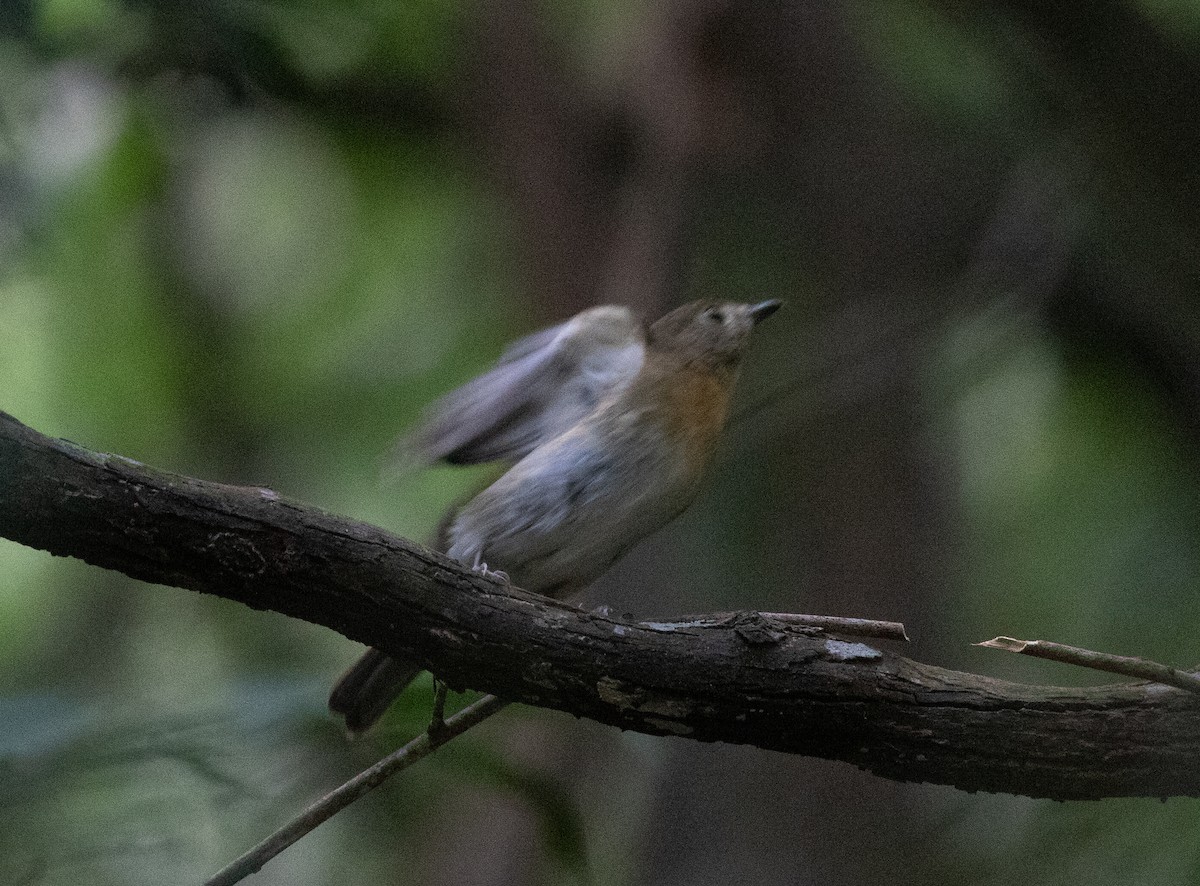 Hainan Blue Flycatcher - ML619358528