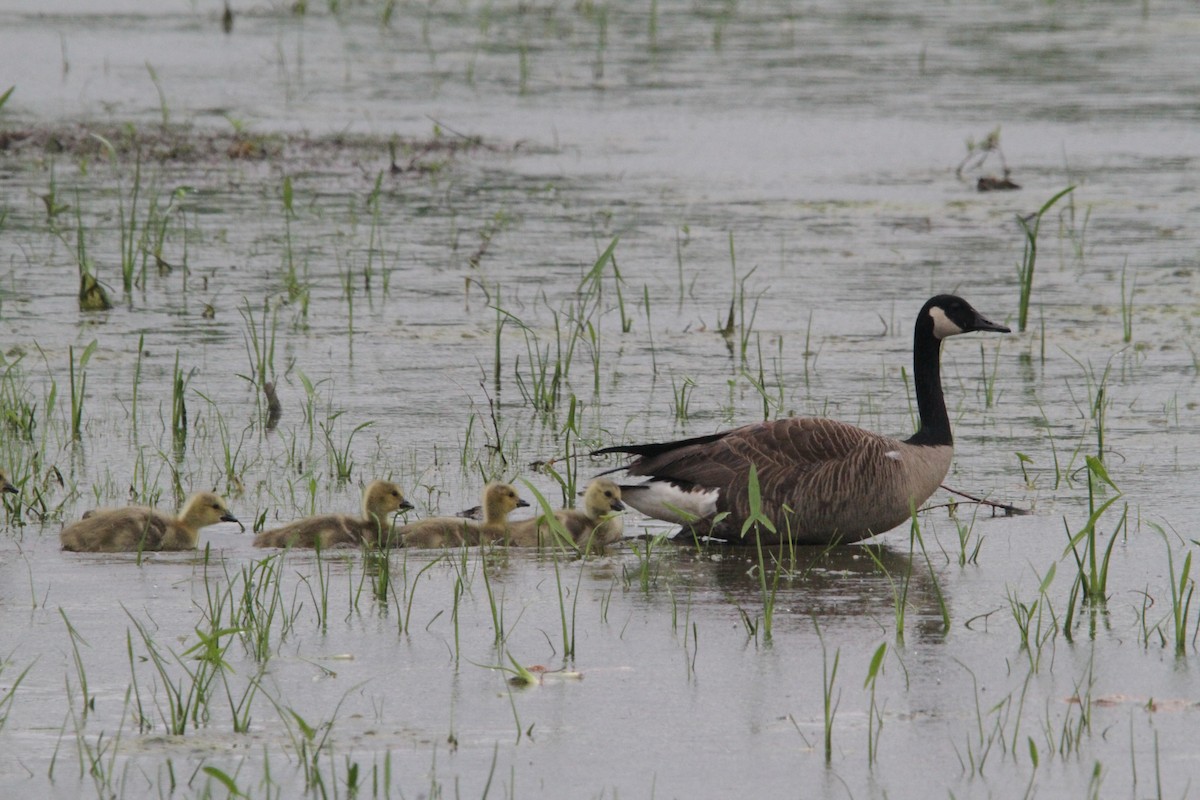 Canada Goose - James Hamilton