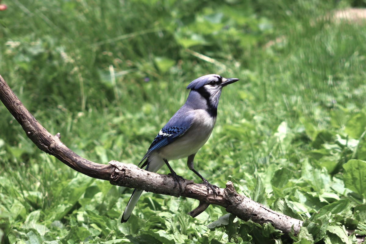 Blue Jay - ML619358534