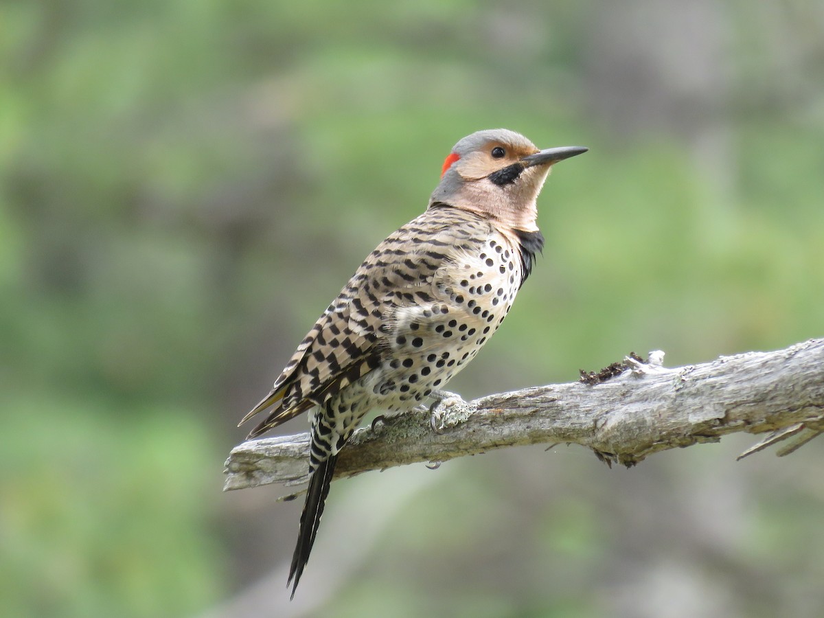 Northern Flicker - Holly Bauer