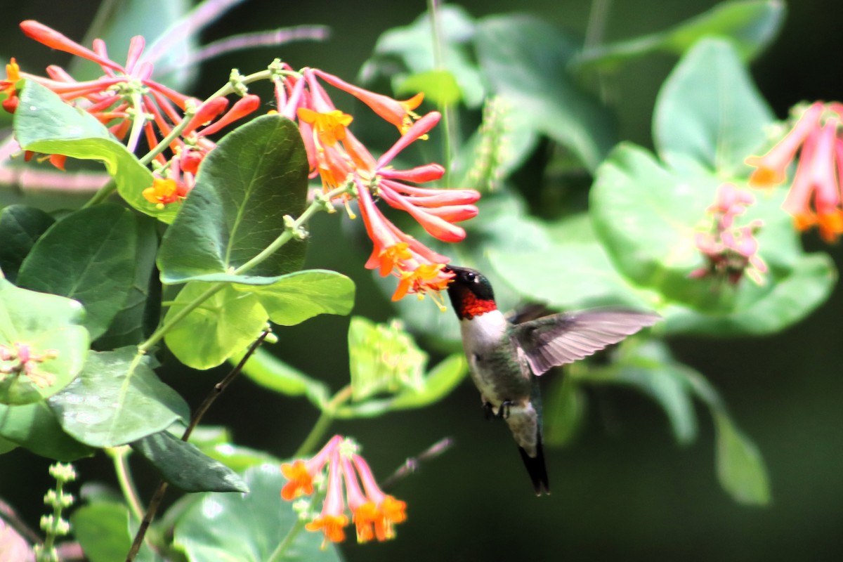 Ruby-throated Hummingbird - ML619358550