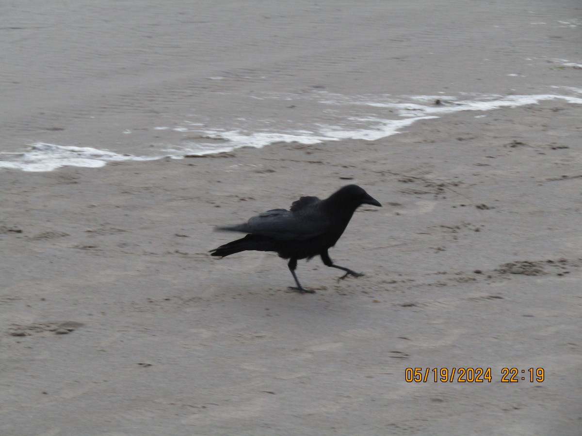 American Crow - ML619358559