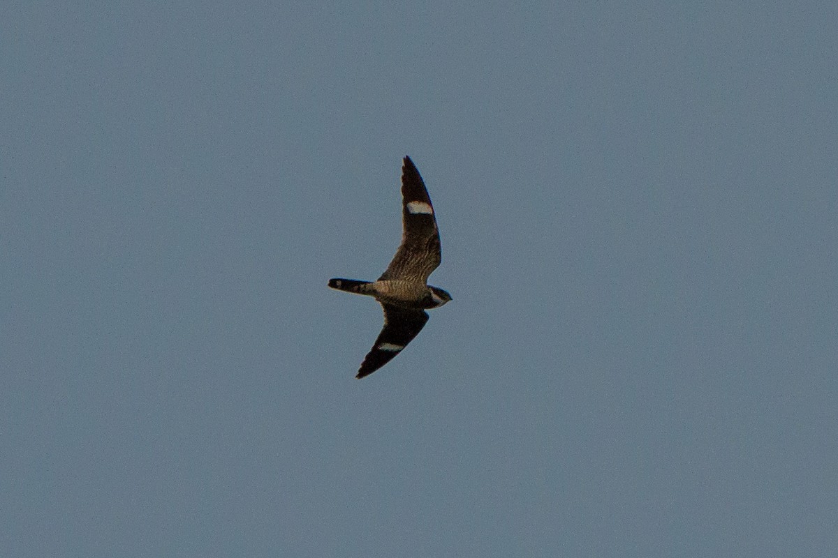 Common Nighthawk - Stella Tea