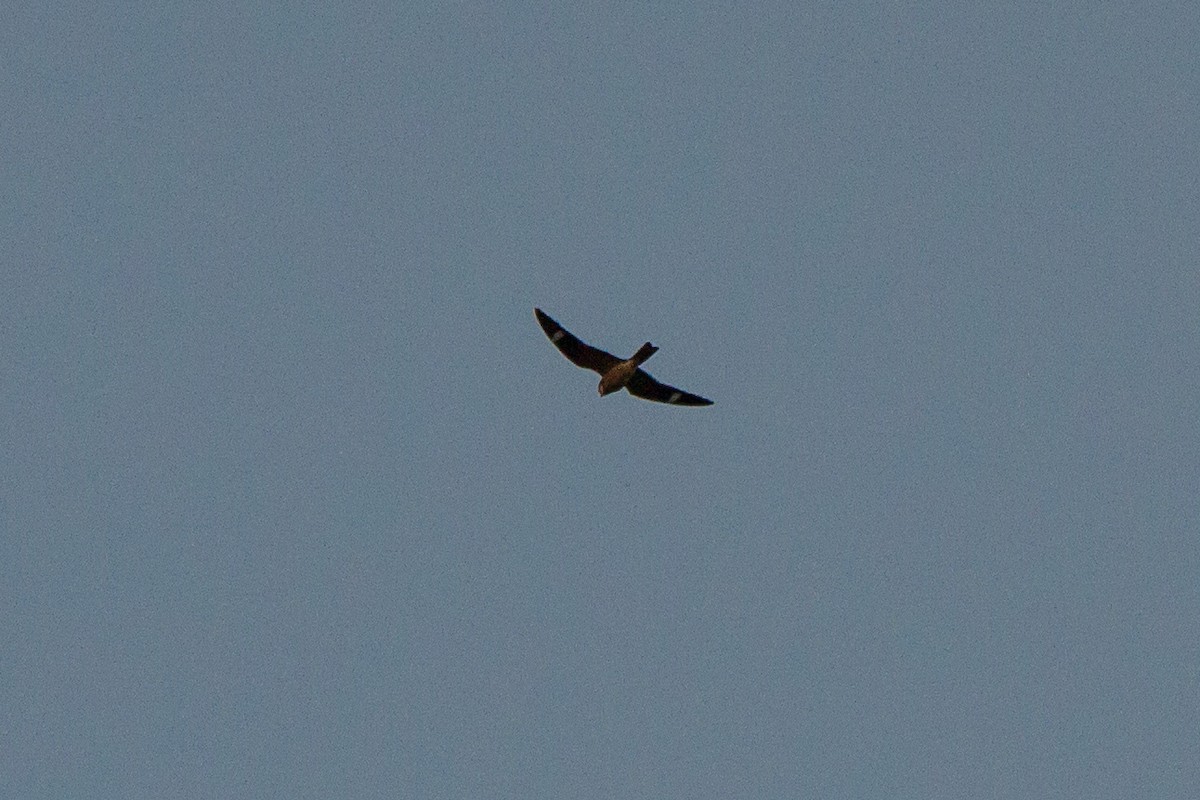 Common Nighthawk - Stella Tea