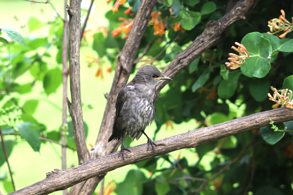 European Starling - rachel purdy