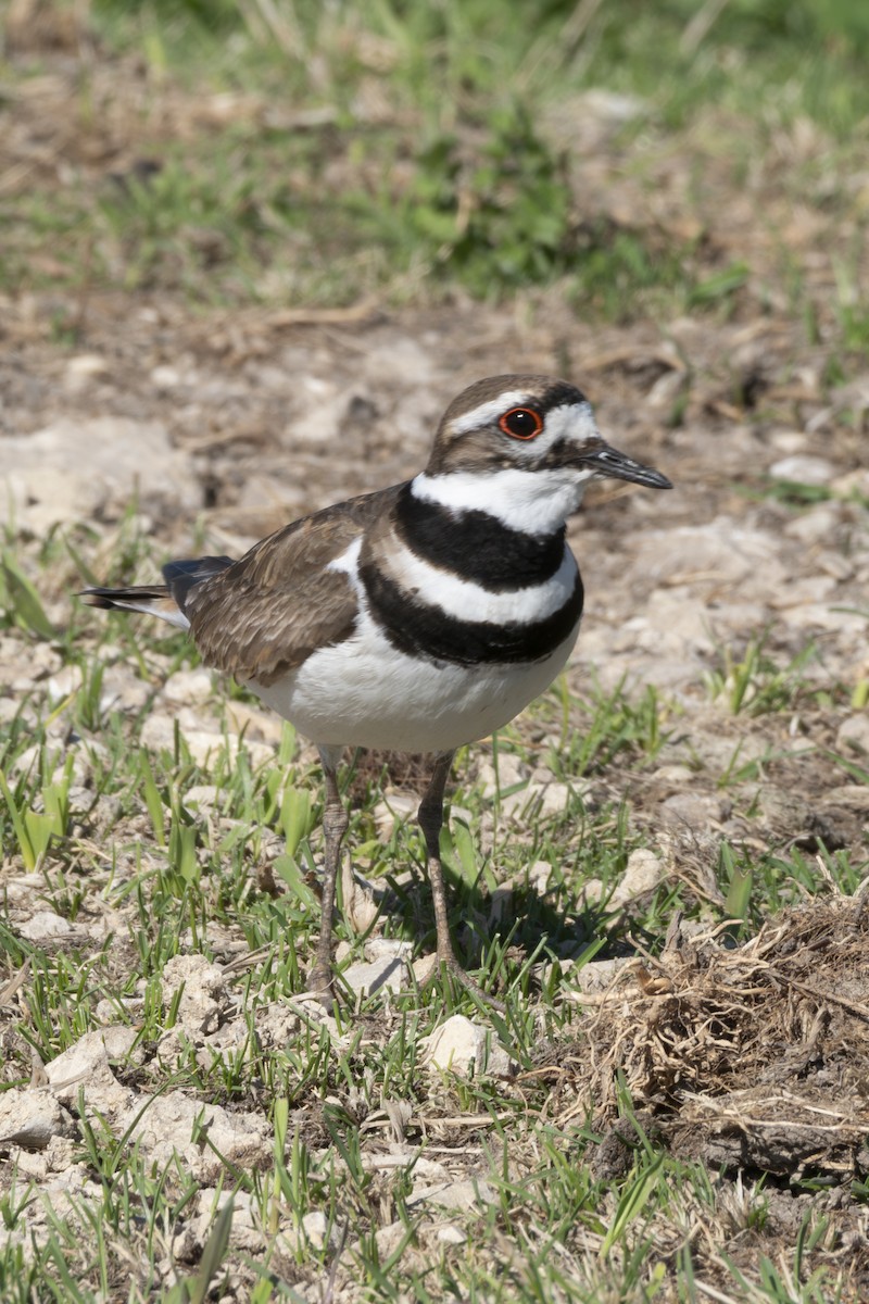 Killdeer - ML619358579