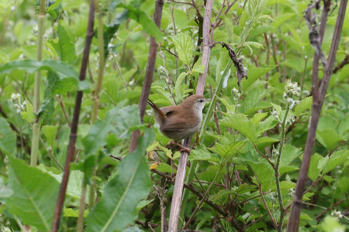 Cetti's Warbler - Michal Bouček