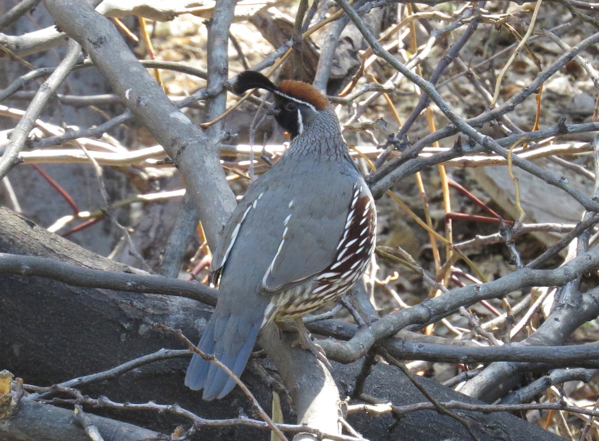 Gambel's Quail - Shaun Robson