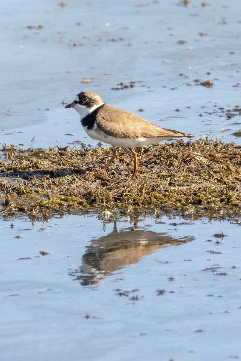 Semipalmated Plover - ML619358611